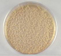 Microbiology 20 choose 10 Microbiology 20 choose 10
